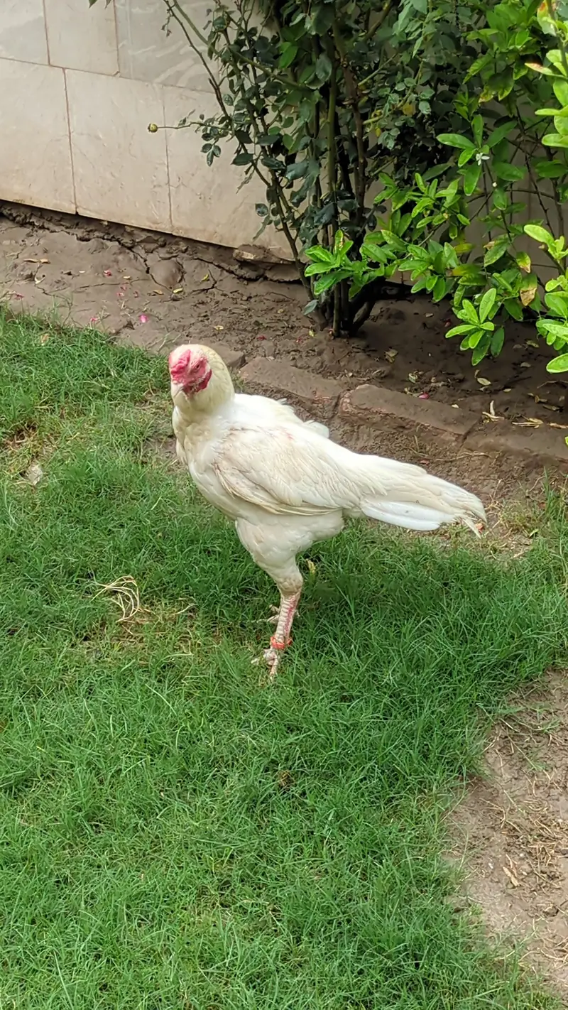 Heera aseel male with 1 female — photo 8