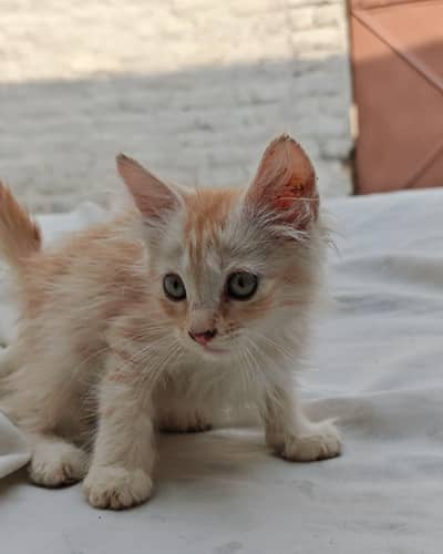 kittens
