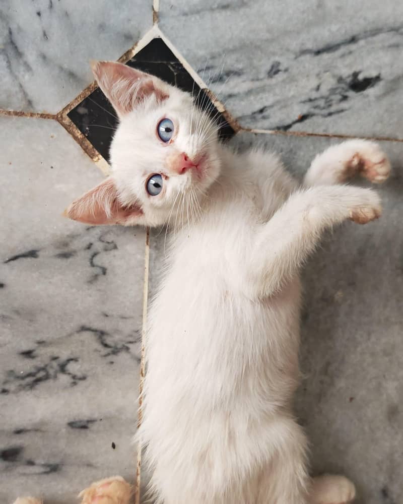 kittens 1