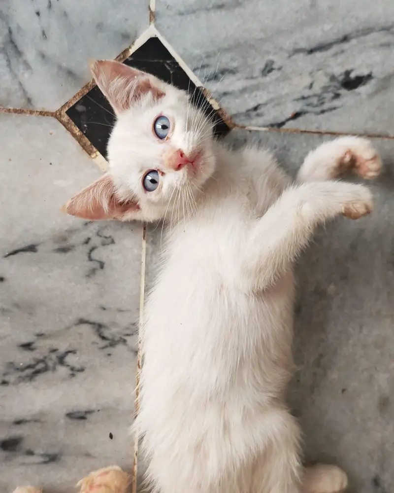kittens — photo 2