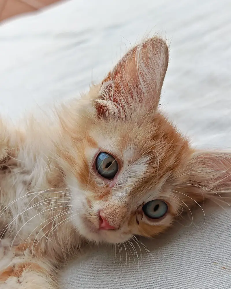 kittens — photo 3