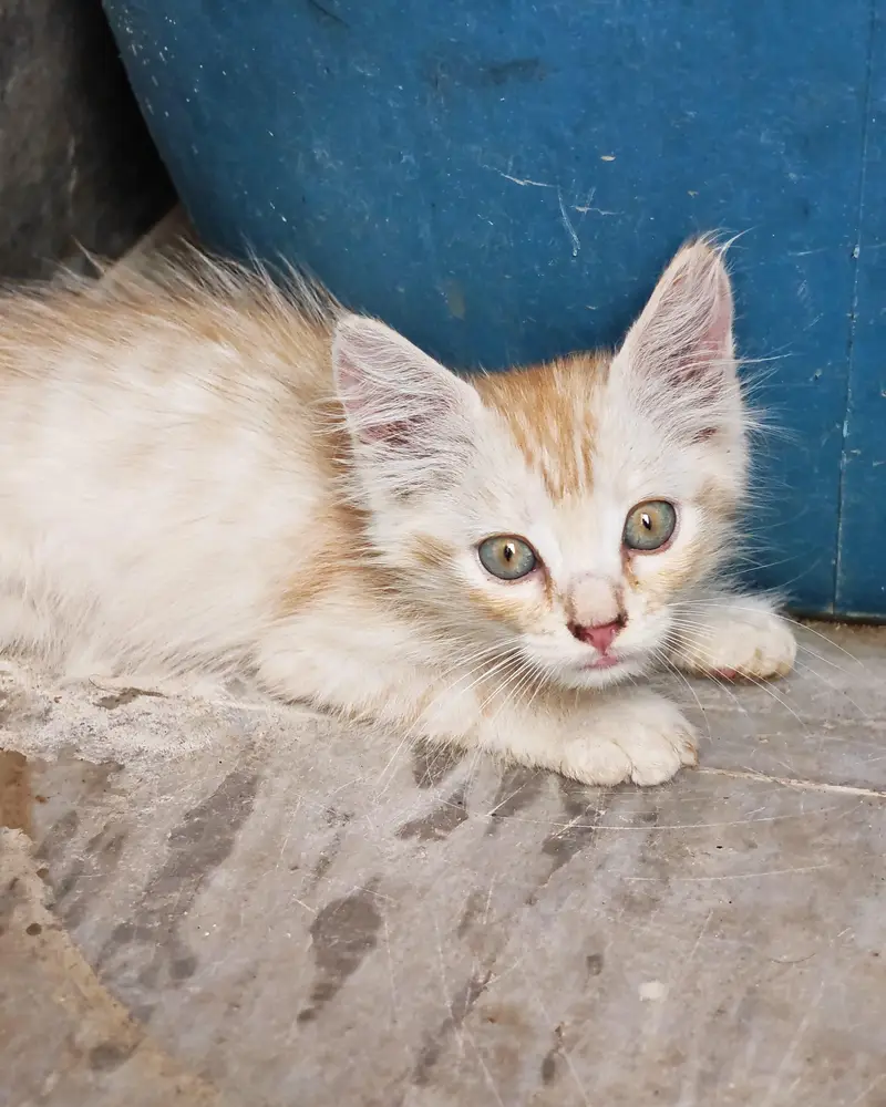 kittens — photo 4