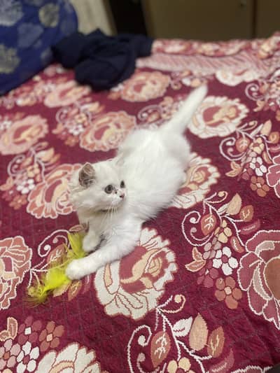 Persian female kitten/punch face/03187020013/white kitten