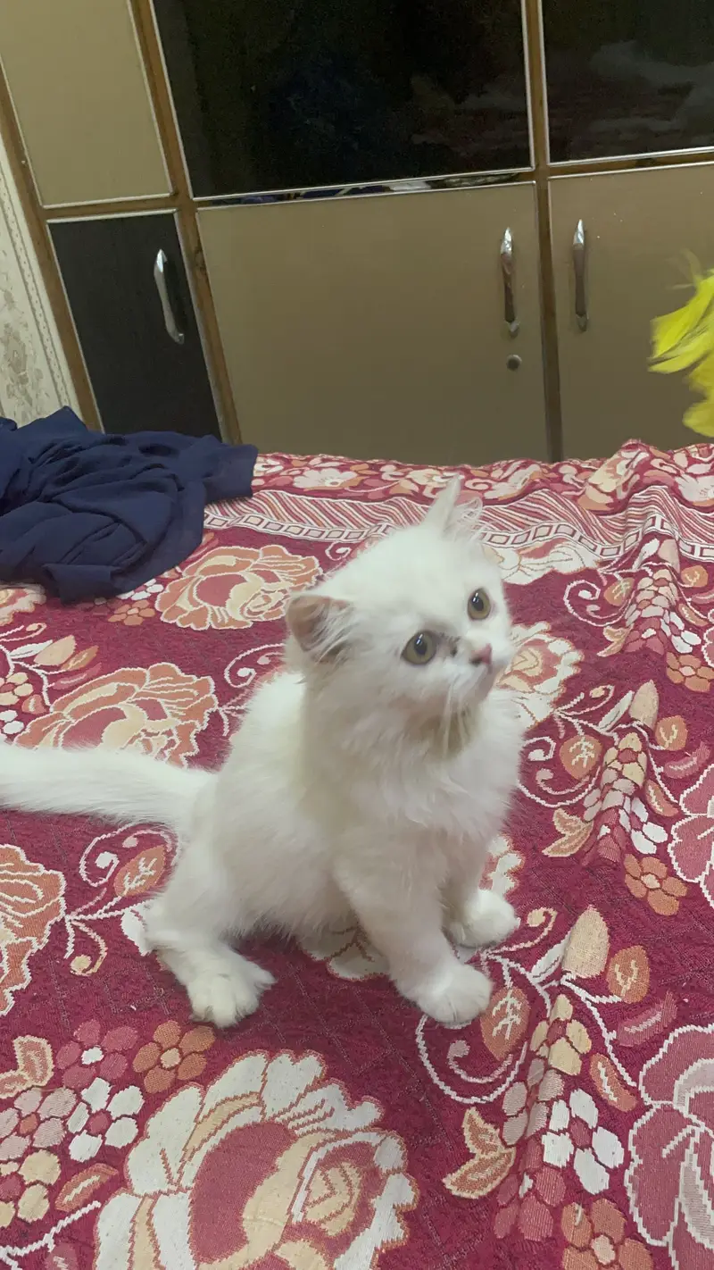 Persian female kitten/punch face/03187020013/white kitten — photo 2