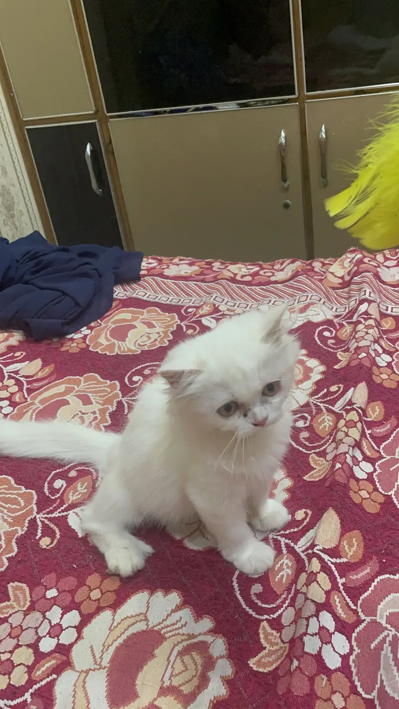 Persian female kitten/punch face/03187020013/white kitten — photo 4