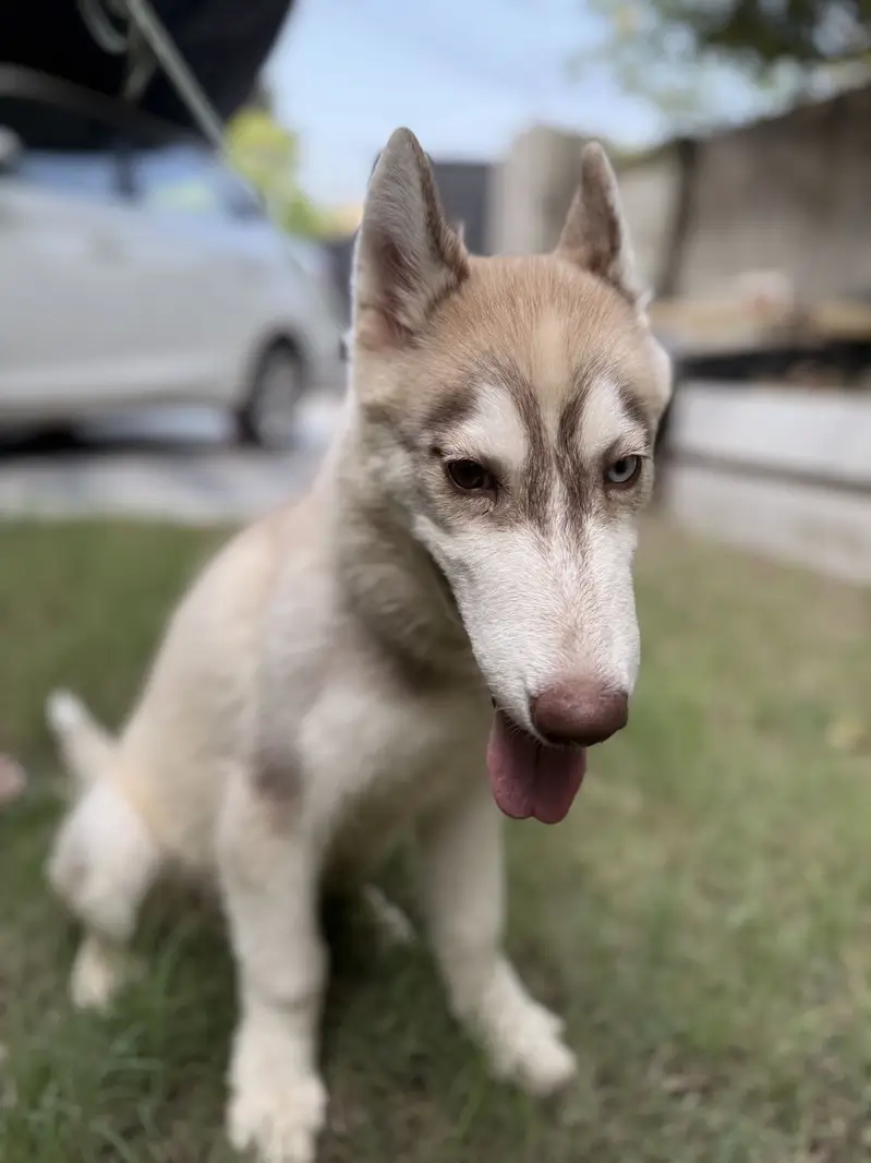 Siberian husky — photo 2