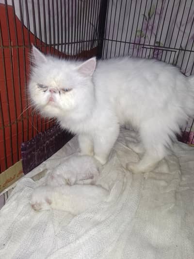 piki face cat with 2 kitens