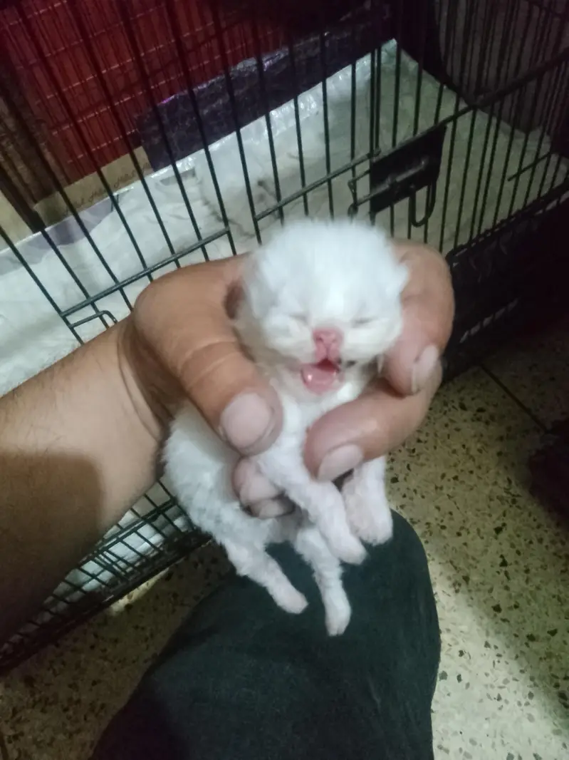 piki face cat with 2 kitens triple cot hy trim karwai hoi hy — photo 4
