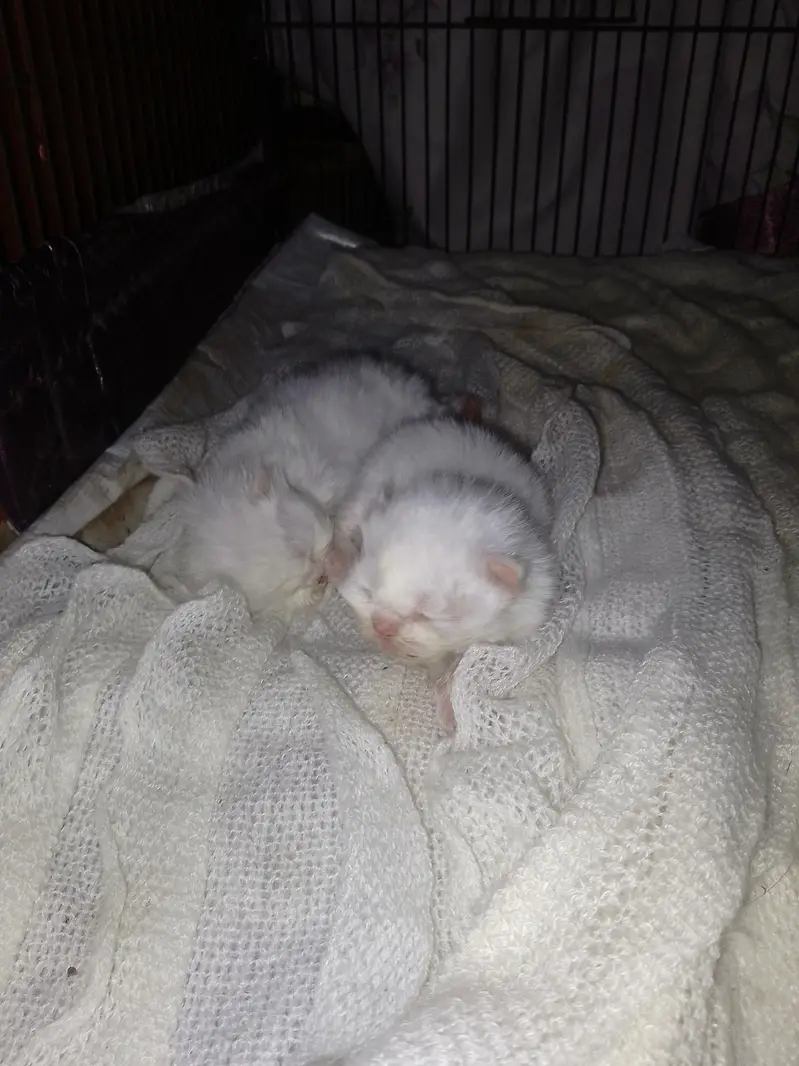 piki face cat with 2 kitens triple cot hy trim karwai hoi hy — photo 5