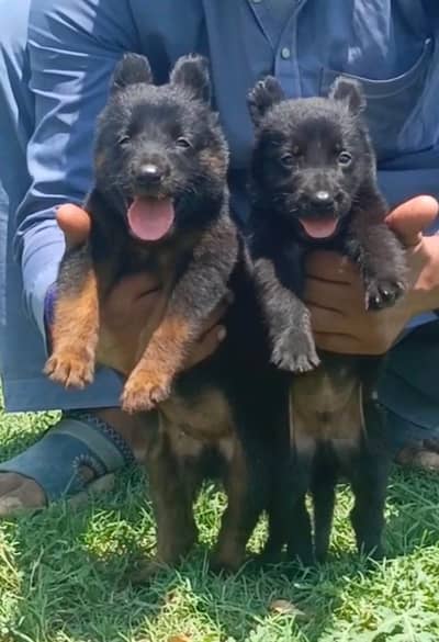 black German Shepherd pair | long coat | German Shepherd puppies