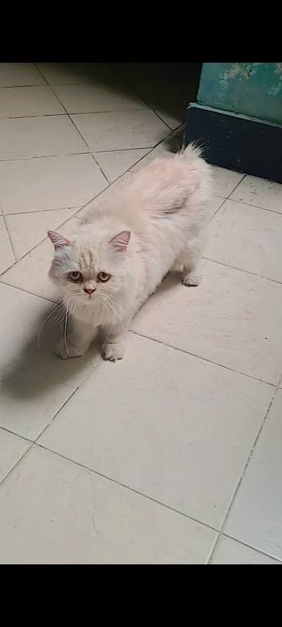 punch face cat