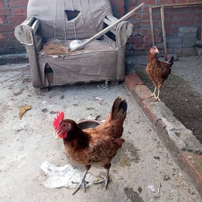 DESI MURGI AND DUCKS