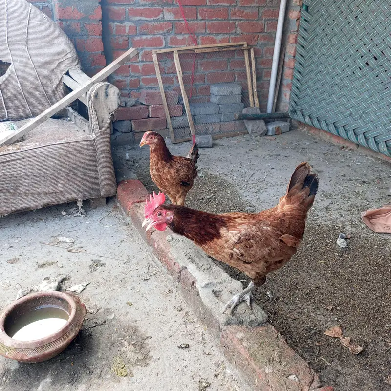 DESI MURGI AND DUCKS — photo 2