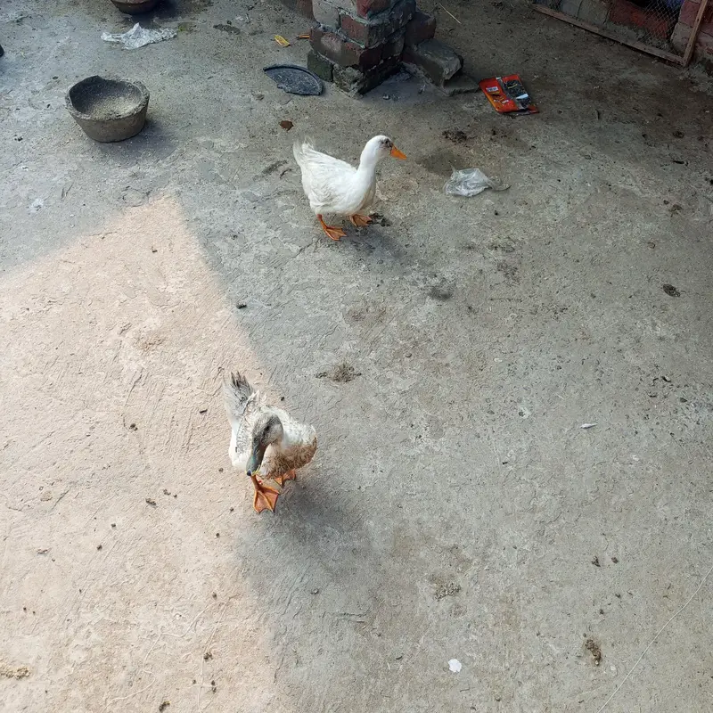 DESI MURGI AND DUCKS — photo 3
