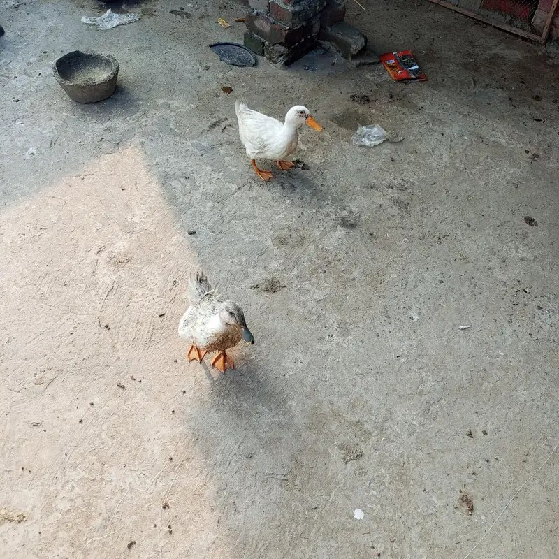 DESI MURGI AND DUCKS — photo 4