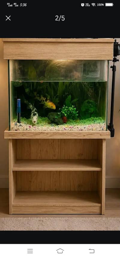 aquarium with fishes