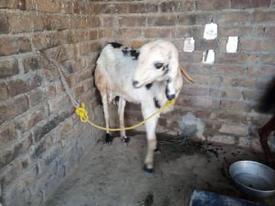 doghli bakri for selling