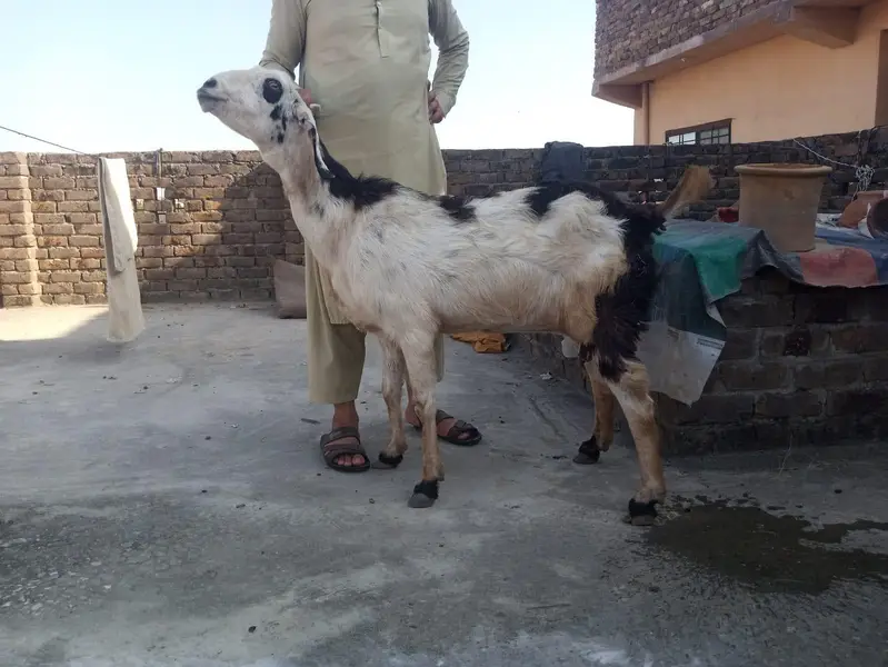 doghli bakri for selling — photo 2