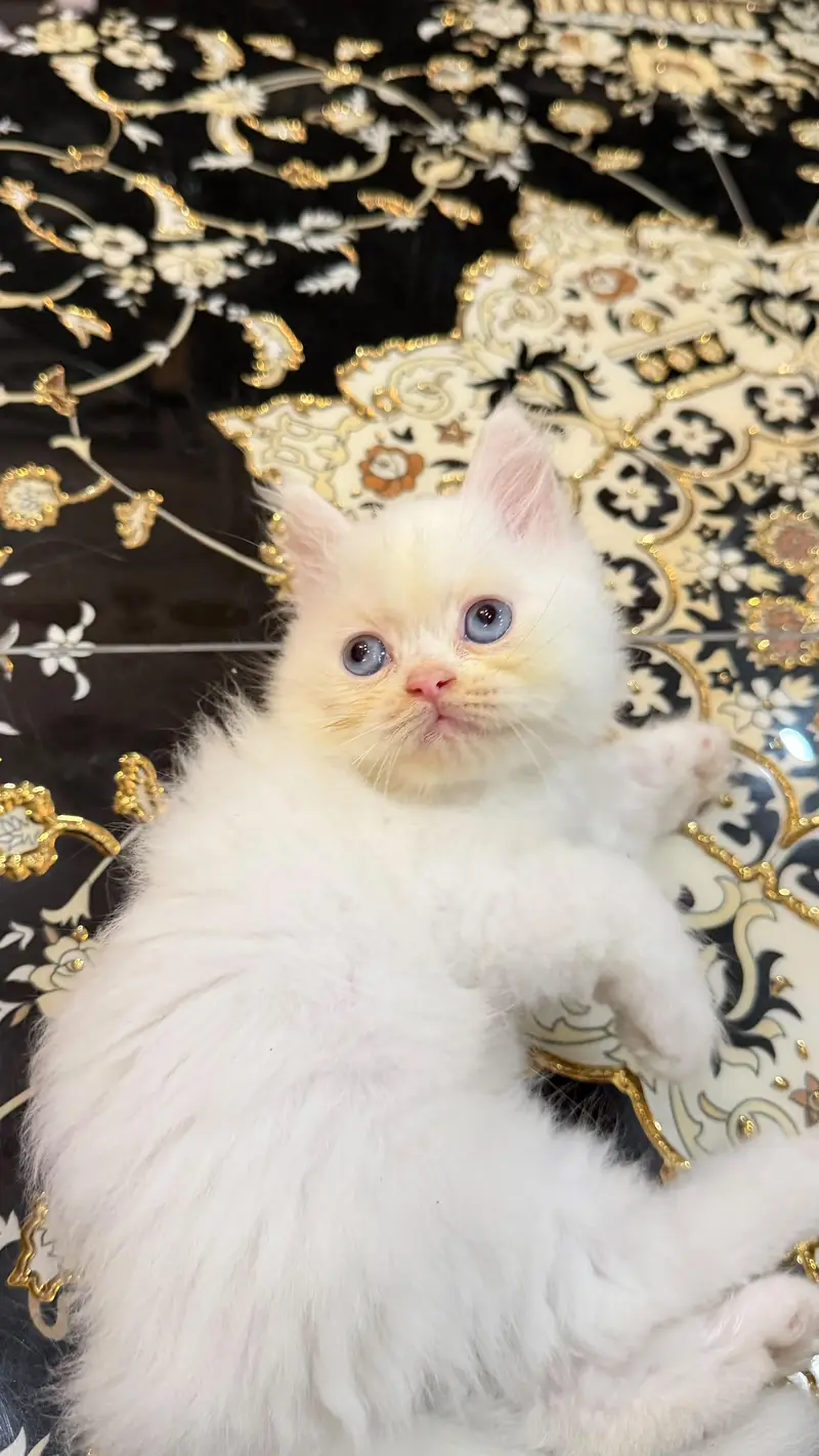 Persian Himalayan kittens — photo 3