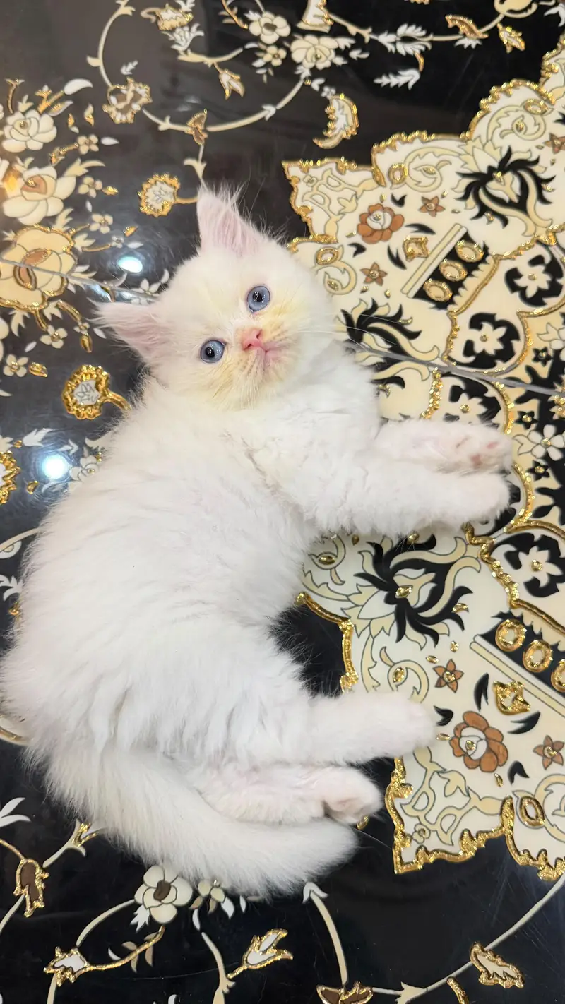 Persian Himalayan kittens — photo 5