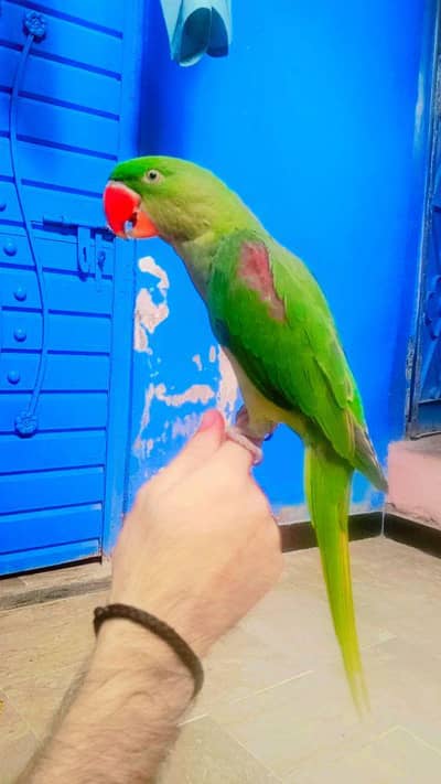 Raw parrot Handtam + Toking