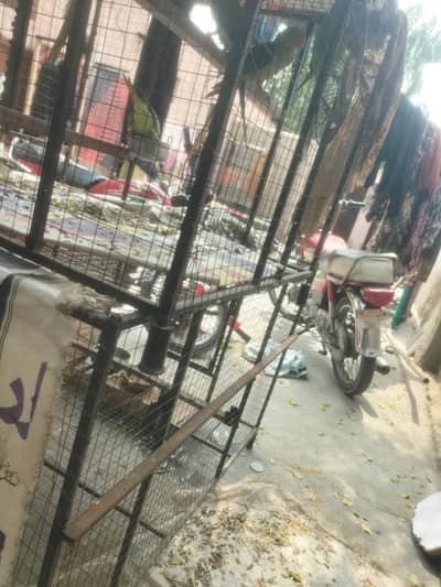 Bara Metal Bird Cage with Parrots for Sale – Strong & Spacious