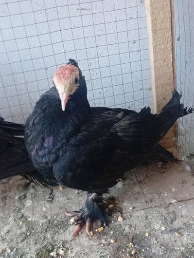 black mukhi patho k  pair