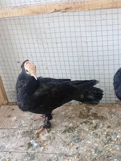 black mukhi patho k  pair