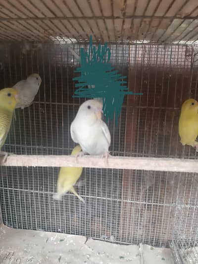 Red & Diamond paid doves for sale