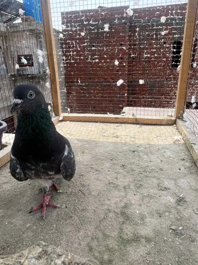 Jaldaar Ferozpuri Female Healthy and active Looking for new shelter — photo 5
