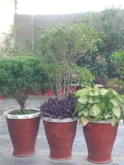 plant pot