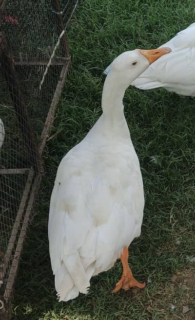 Chinese white geese