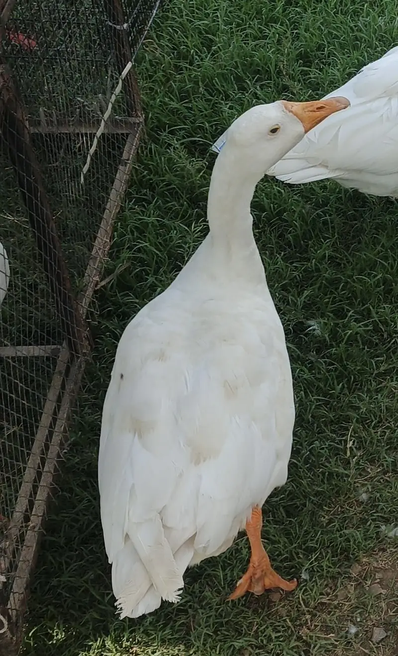 Chinese white geese