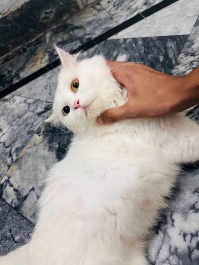 Triple coat double colour eyes