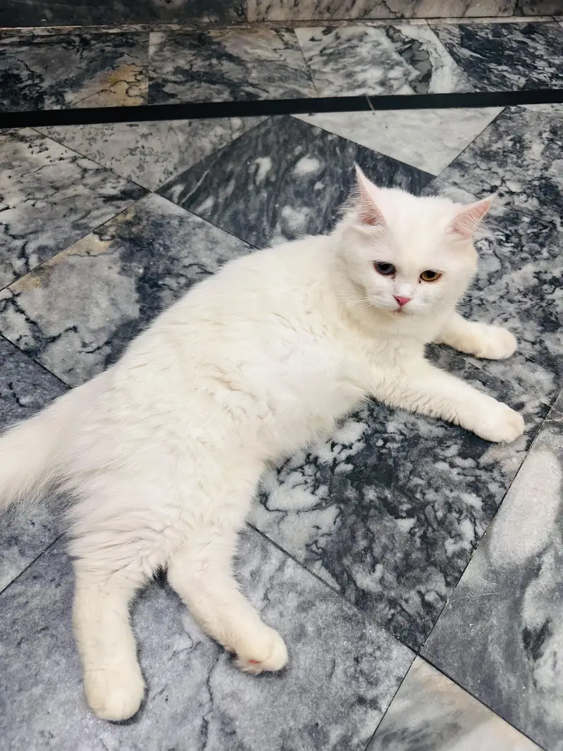 Triple coat double colour eyes — photo 2