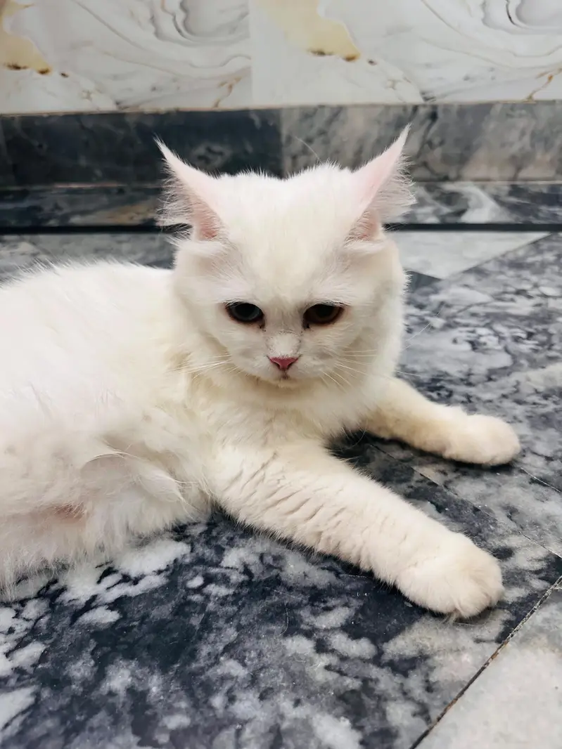 Triple coat double colour eyes — photo 3