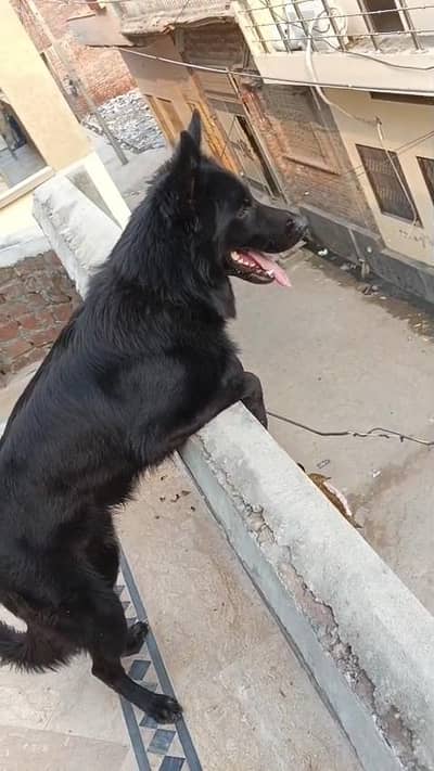 Garman shaft dog double cort