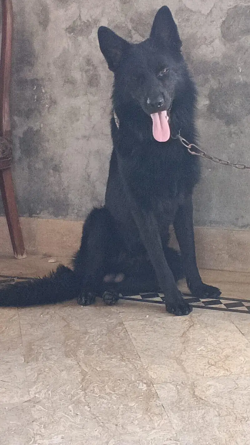 Garman shaft dog double cort — photo 2