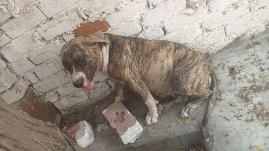 bulli female dog