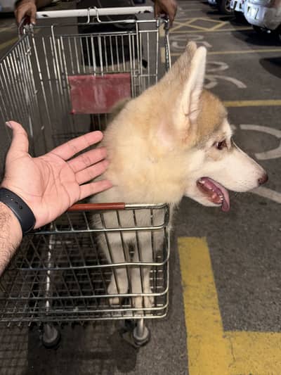 Siberian husky