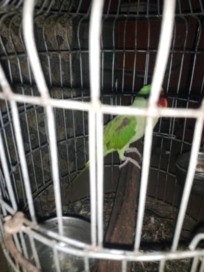 Male parrot Hy 2 years ka hone Wala Hy salam karta hy