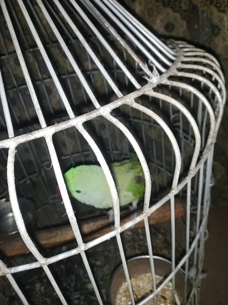 Male parrot Hy 2 years ka hone Wala Hy salam karta hy — photo 2