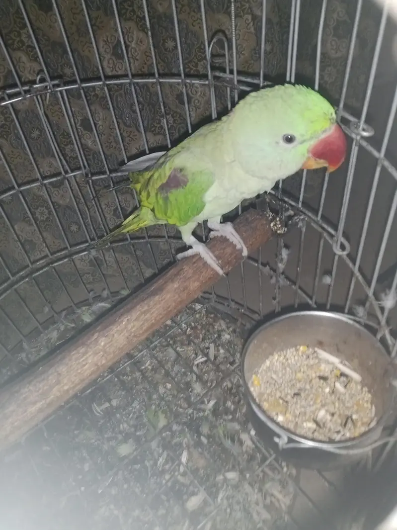 Male parrot Hy 2 years ka hone Wala Hy salam karta hy — photo 3
