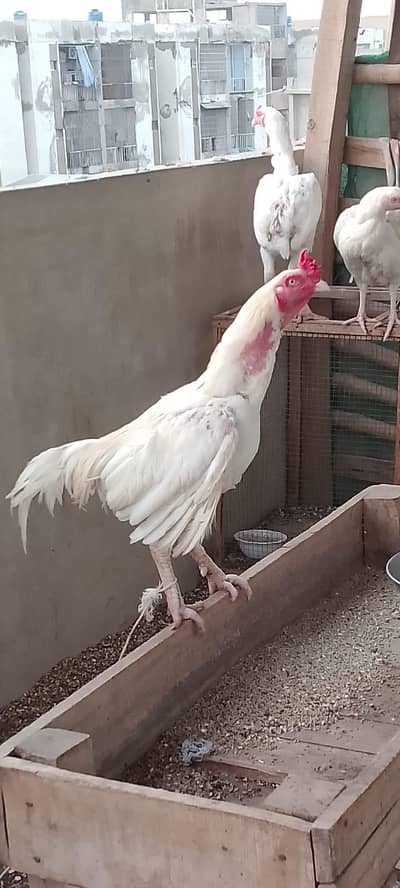 Aseel heera murga for sale