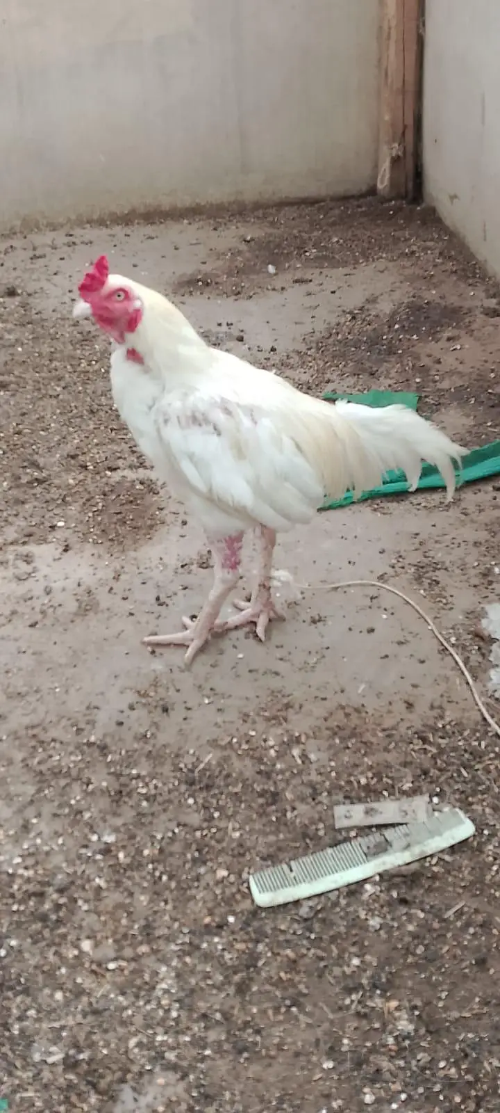 Aseel heera murga for sale — photo 2
