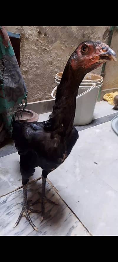 burmi pakoye madian 2 sale k liye