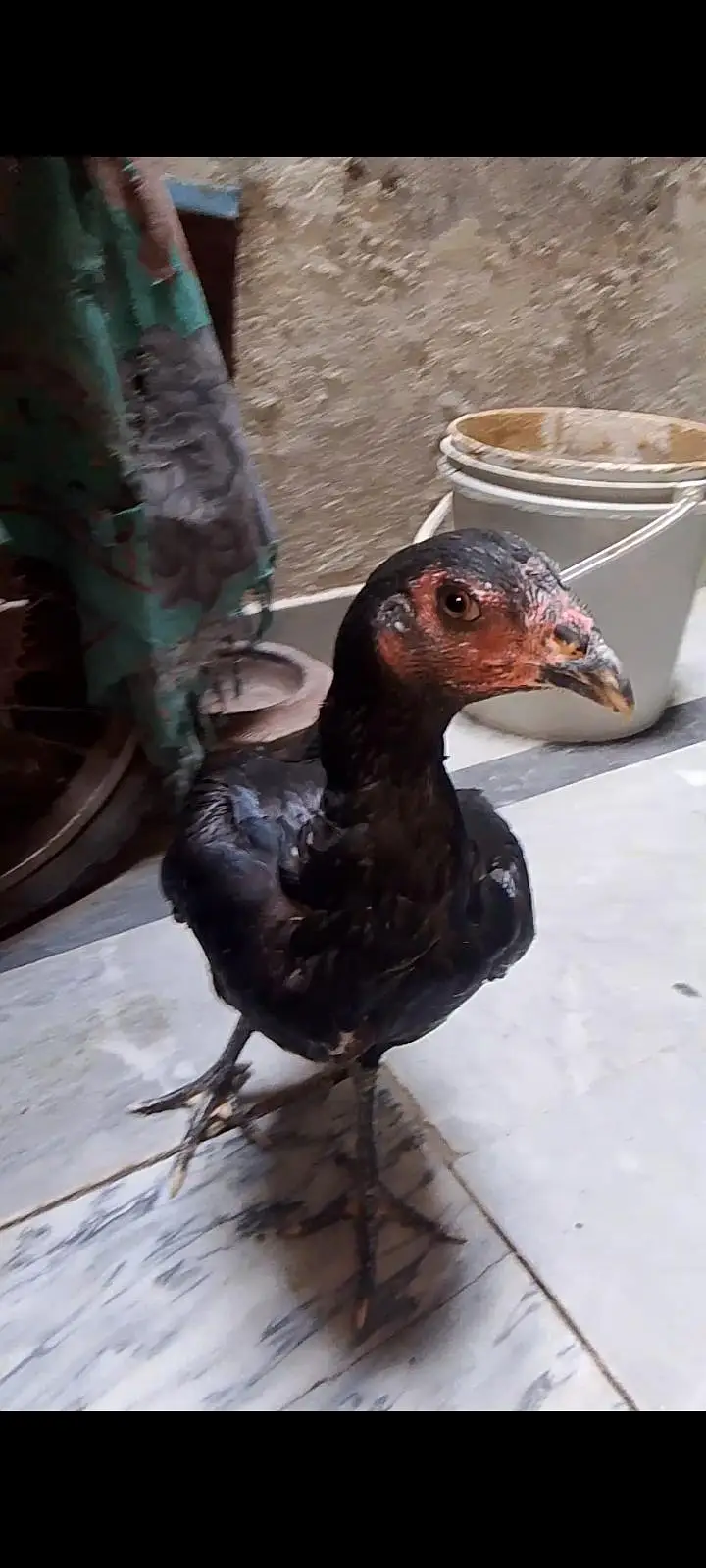 burmi pakoye madian 2 sale k liye — photo 2