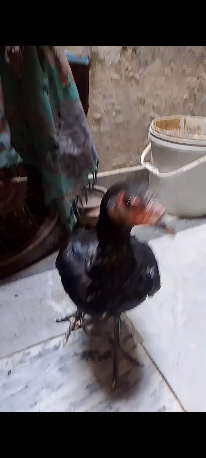 burmi pakoye madian 2 sale k liye — photo 3