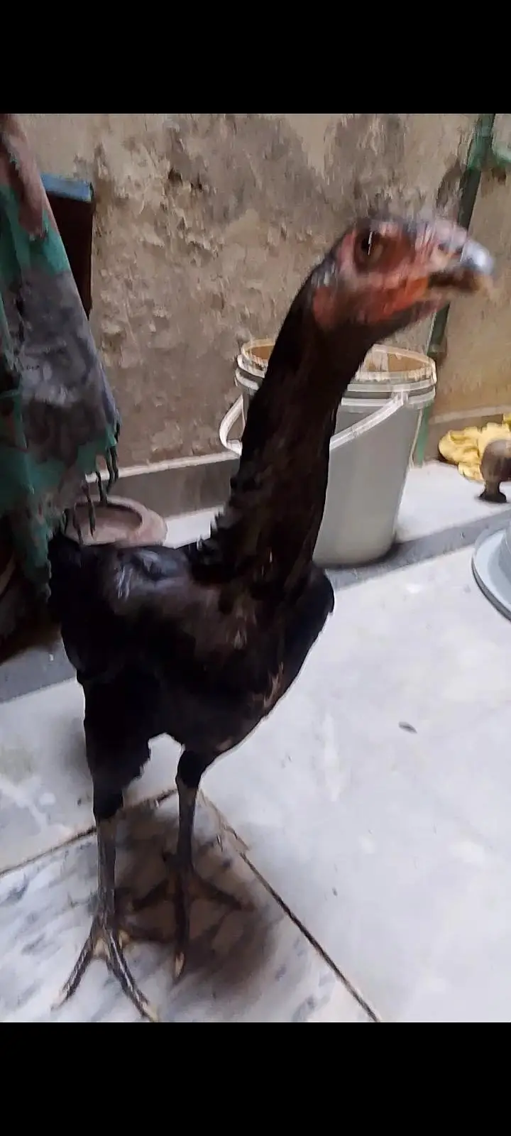 burmi pakoye madian 2 sale k liye — photo 8