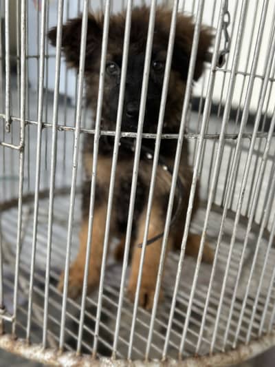 German shepherd puppy long coat